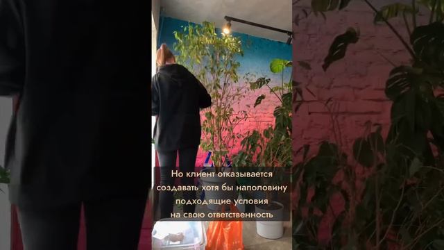 Я угробила растения клиента!? Треш-клиент 🫠 #растения #треш #история смотреть онлайн