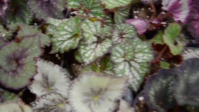 Обзор Бегоний смотреть онлайн