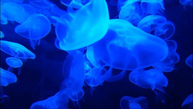 КРАСИВАЯ РАССЛАБЛЯЮЩАЯ МУЗЫКА (ПИАНИНО), МУЗЫКА ДЛЯ СНА, СПОКОЙНАЯ МУЗЫКА, РОМАНТИЧЕСКАЯ МУЗЫКА смотреть онлайн