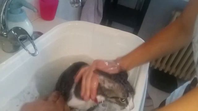 Как помыть кота? ЕДЯ МОЕТ КОТА! Кот МЯУКАЕТ Боится! Мокрый кот Super Братья FUNNY CAT детский канал смотреть онлайн