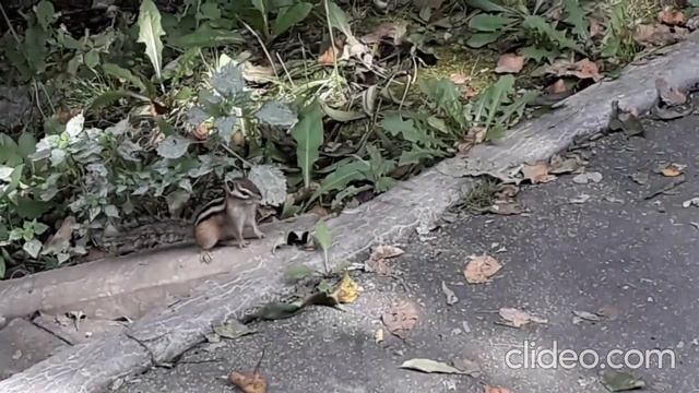 Бурундук - хлопотливый зверь. смотреть онлайн