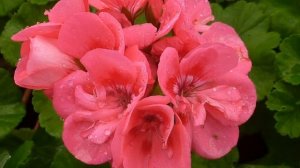 Герань будет цвести пышно круглый год – Уход за геранью дома