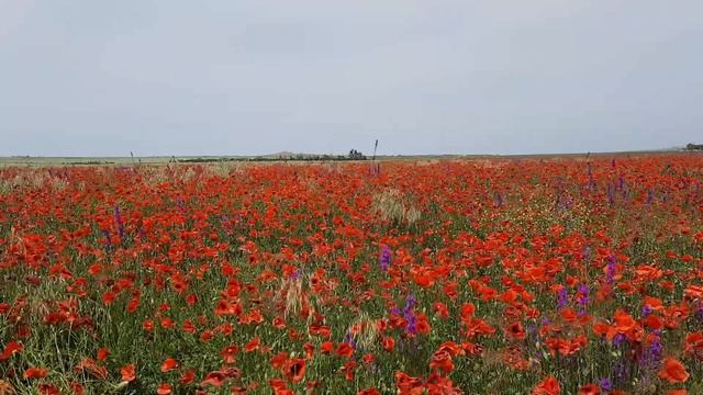 Маки, #миллион цветов смотреть онлайн