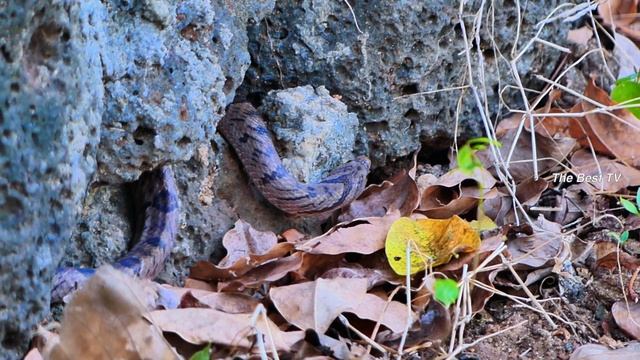All monkey See Big Snake and They are trying sitting look wild snake Big смотреть онлайн