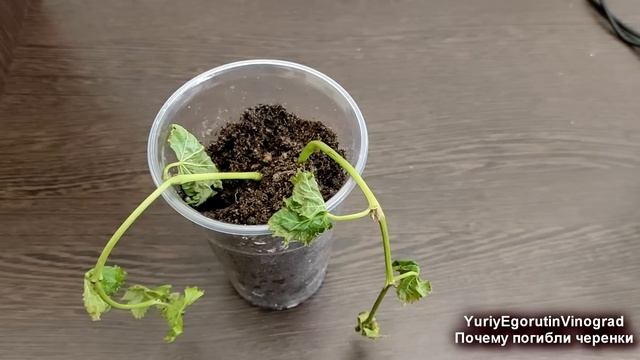 ? Почему после ПЕРЕСАДКИ в грунт ВЯНУТ и ПОГИБАЮТ зеленые побеги на укорененных черенках винограда. смотреть онлайн