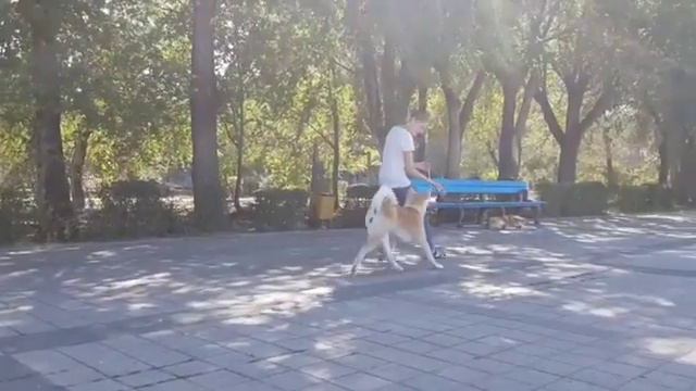 Акита ину Волгоград. Занятия. смотреть онлайн