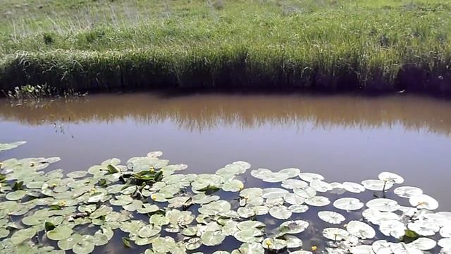 Кубышки на Каменке смотреть онлайн