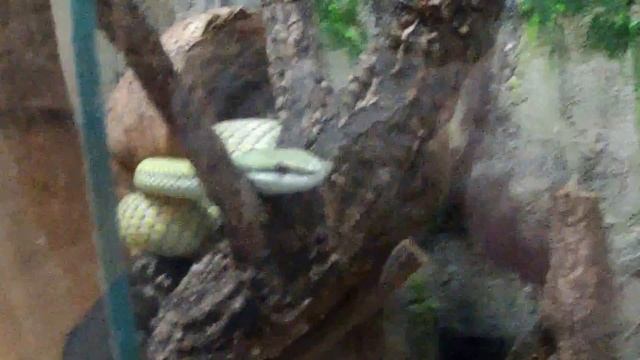 Argentinske Busksnoge - Philodryas baroni смотреть онлайн