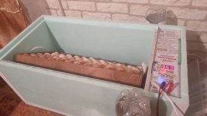 #инкубатор #матрица дели Инкубатор матрица дели /инкубация бролера(Кобб-500) и Мастер Грей.