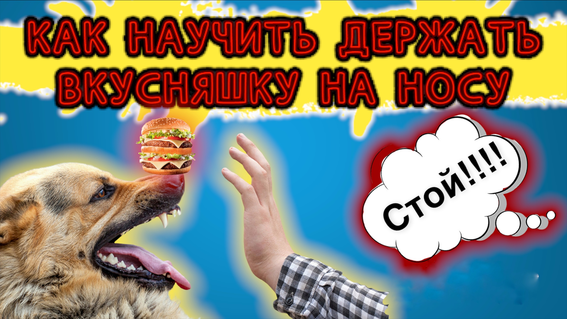 Как научить держать вкусняшку на носу ! смотреть онлайн