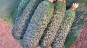 ОГУРЕЦ ДИРЕКТОР F1 - СРЕДНЕРАННИЙ ТЕНЕВЫНОСЛИВЫЙ С ОТЛИЧНОЙ РЕГЕНЕРАЦИЕЙ ОТ ПОГОДНЫХ СТРЕССОВ ГИБРИ