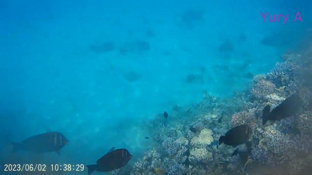 Египет Дикий пляж 2023 Albatros Aqua Park 5 Iberotel Palace 5 SETI SHARM RESORT 4