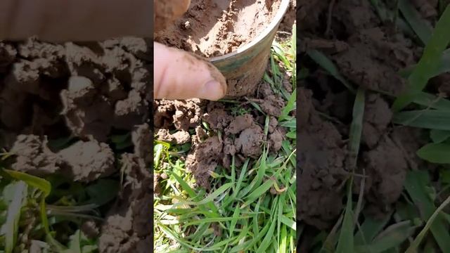 ВЫКОПАЛ ЧАШУ С КУЧЕЙ СЕРЕБРЯННЫХ ЦАРСКИХ МОНЕТ...!!! КОП, КОП С МЕТАЛЛОИСКАТЕЛЕМ, МЕТАЛЛОИСКАТЕЛЬ. смотреть онлайн