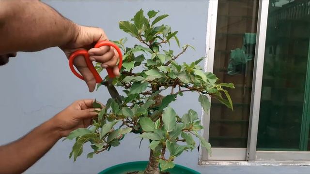 Bonsai Care and Pruning | Ficus Racemosa смотреть онлайн
