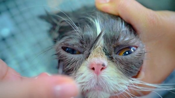 ANGRY PERSIAN CAT GROOMING❤️? But So Lovely!!!