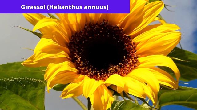 20 PLANTAS que CRESCEM RÁPIDO смотреть онлайн