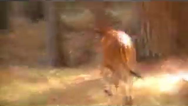 Горный бычок смотреть онлайн