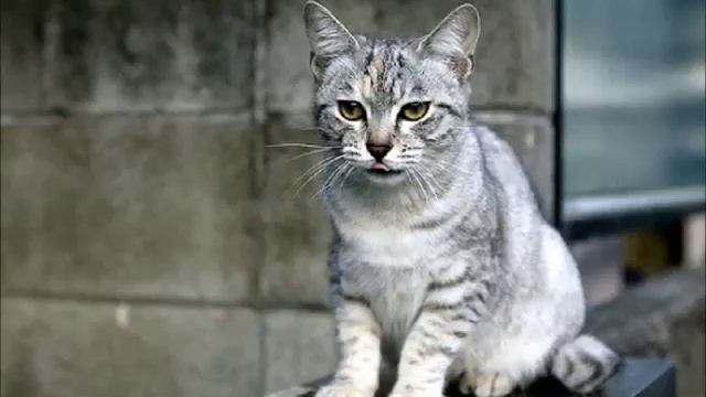 Все кошки мира: Австралийский мист или Австралийская дымчатая. смотреть онлайн