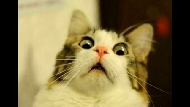 Инструкция по применению туалетной бумаги! (ПРИКОЛ) смотреть онлайн