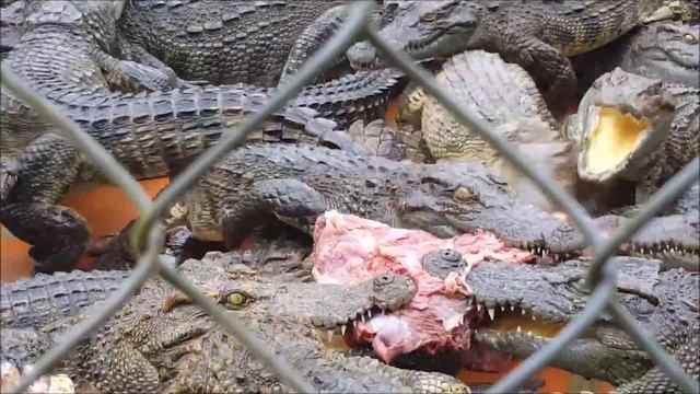 Крокодиловая ферма в парке Янг Бей (Нячанг, Вьетнам).