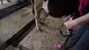 БЬЕТСЯ, БРЫКАЕТСЯ и ЛЯГАЕТСЯ КОРОВА, что делать? АНТИБРЫК+ПУТО=СПАСЕНИЕ!!!