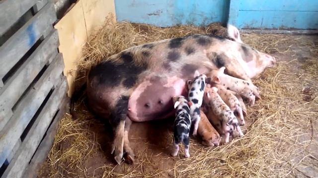 Кормление суточных поросят