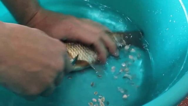 Рыбак показал Как очистить рыбу от чешуи смотреть онлайн