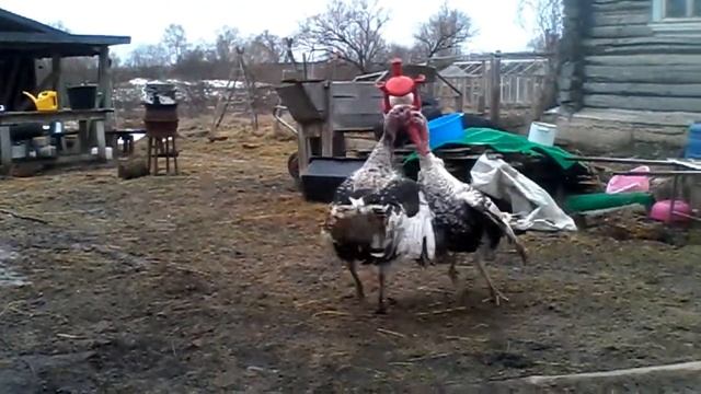 Танец индюков смотреть онлайн
