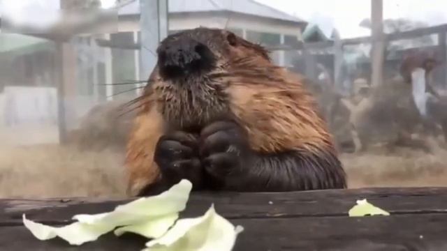 Бобр за ужином ?