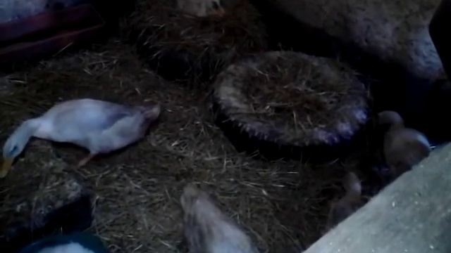 Утка села высиживать яйца. смотреть онлайн