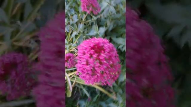 חד אבקן אדום Centranthus ruber смотреть онлайн