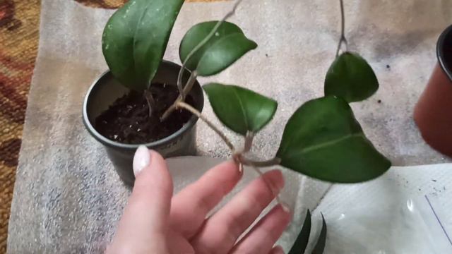 У меня новинки 🌱