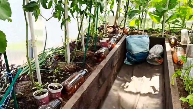 Как я спасаю ТОМАТЫ в теплице от жары. ? смотреть онлайн