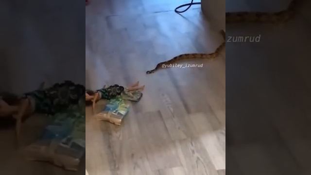 В квартиру жительницы Саратова через унитаз заползли змеи смотреть онлайн