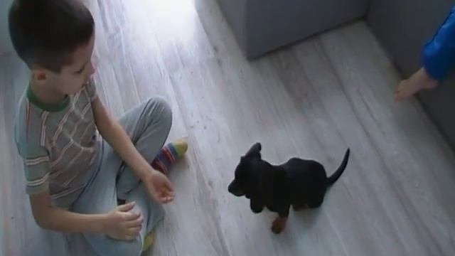 Как дрессировать таксу ВИДЕО смотреть онлайн