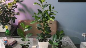 Фикус Моклейм (Мокламе).