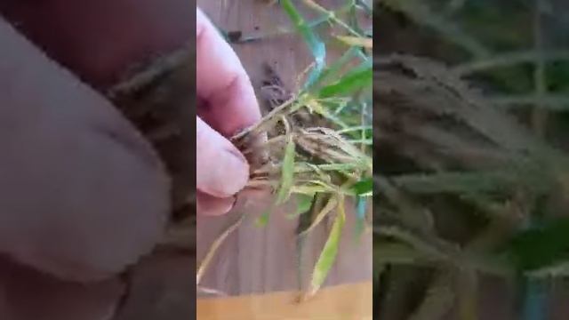 Зачем нужны удобрения смотреть онлайн
