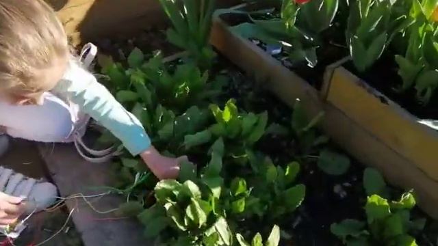 Цветочная музыка смотреть онлайн