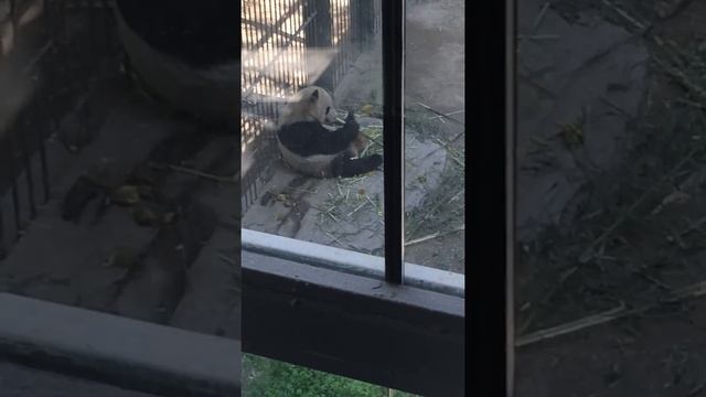 Панда ест бамбук!