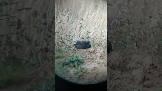 Тетерев. Грязевые ванны. смотреть онлайн