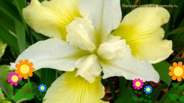 Ирис сибирский Чартреусе Баунти (СИБ). Краткий обзор, описание iris sibirica Chartreuse Bounty (SIB смотреть онлайн