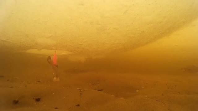 Навага, камбала, белое море. Что происходит под водой когда плохой клев. Подводная съёмка. смотреть онлайн