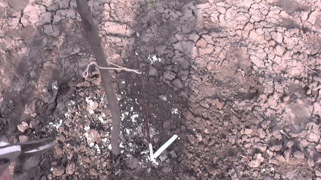 КАК ДЕЛАТЬ ПРИВИВКУ ПЛОДОВЫХ ДЕРЕВЬЕВ ВЕСНОЙ и ОСЕНЬЮ / ОПЫТ и СОВЕТЫ САДОВОДА ЛЮБИТЕЛЯ смотреть онлайн