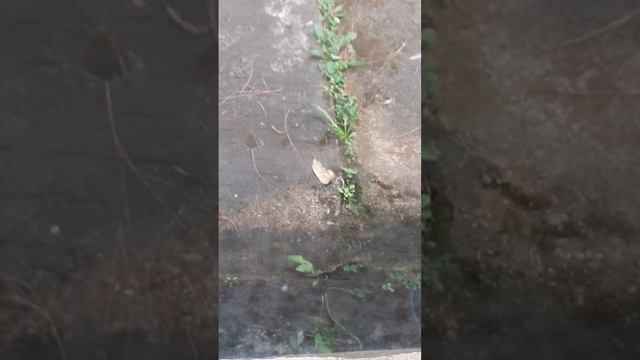 Find the Food Hunter! смотреть онлайн