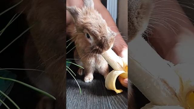 Кролик Перси ест банан - кролик БАНАНА! смотреть онлайн