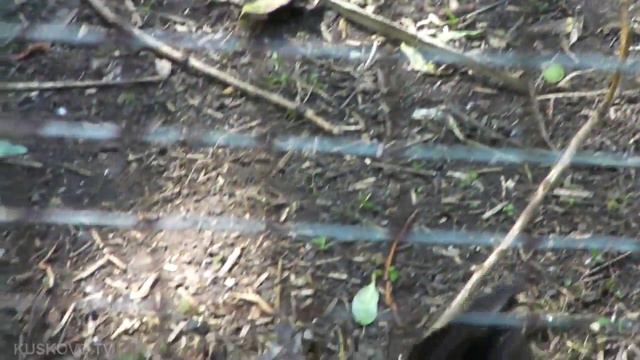 Зона отдыха 100 м. от Кусково - свадьбы, шашлыки, пикники смотреть онлайн