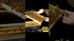 "Вывод маток" Подготовка семьи воспитательницы