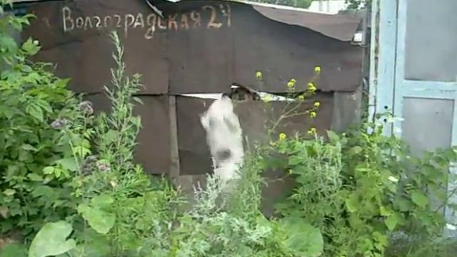 Ф1 смотреть онлайн