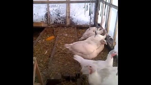 Содержание индюков в сибири