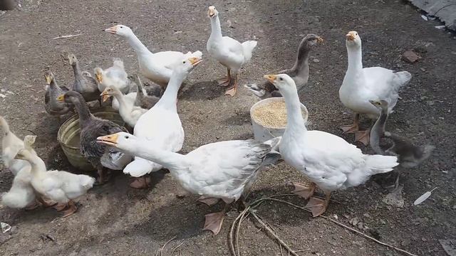 Индоутка и 45 утят / подсадил новых - примет или нет ? смотреть онлайн